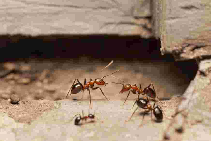 Ant pathways