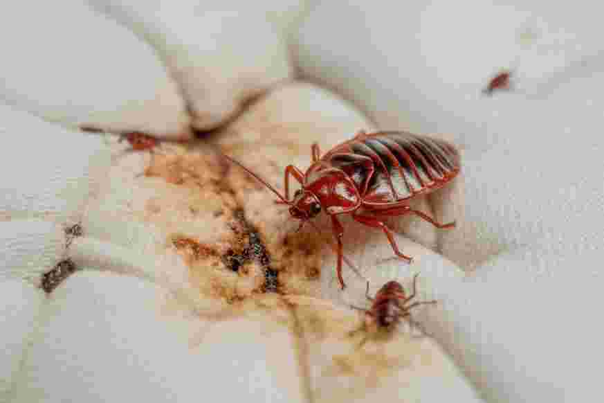 How to identify the insect in your home