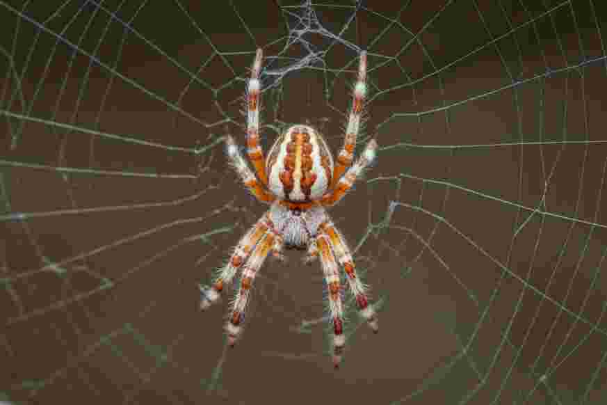 Spider hiding places