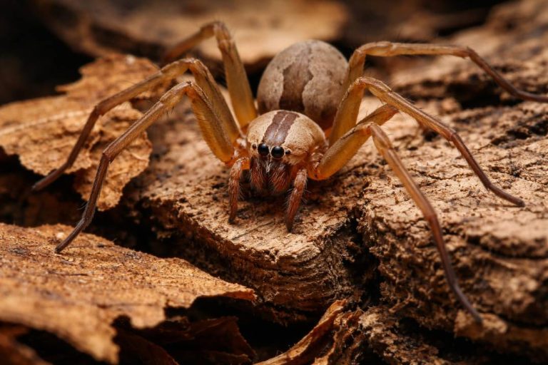 How To Identify A Brown Recluse