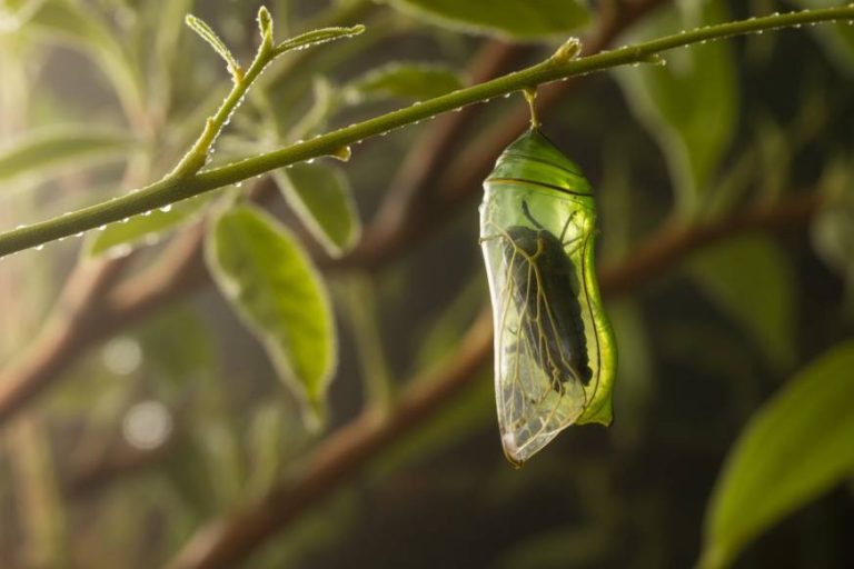 How Long Does A Caterpillar Stay In Cocoon​