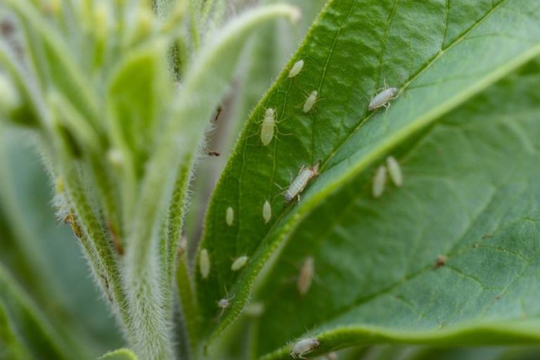 Tiny White Bugs on Plants Identify, Prevent, and Control