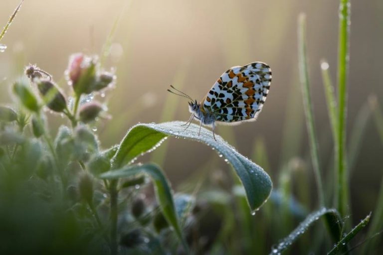 Do insects sleep