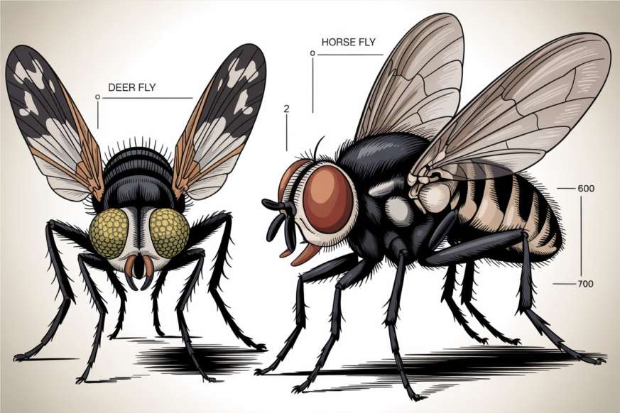 Horsefly & Deer Fly Bites