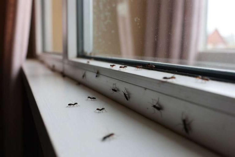 Small Black Bugs In House