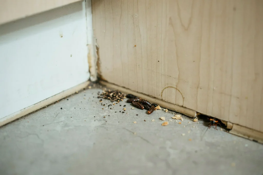 What Does Cockroach Poop Look Like 