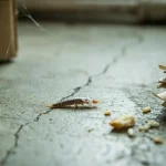 What Attracts Silverfish Insects​