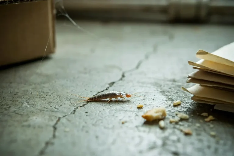 What Attracts Silverfish Insects​