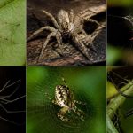 Common House Spiders In Texas