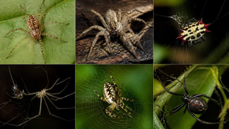 Common House Spiders In Texas