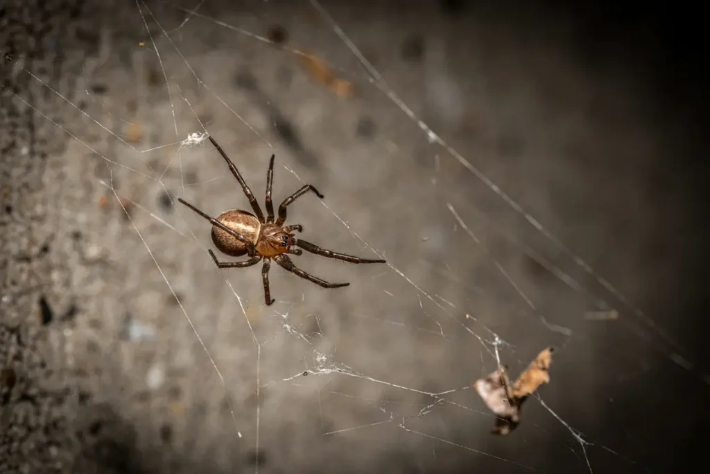 How to identify a spider

